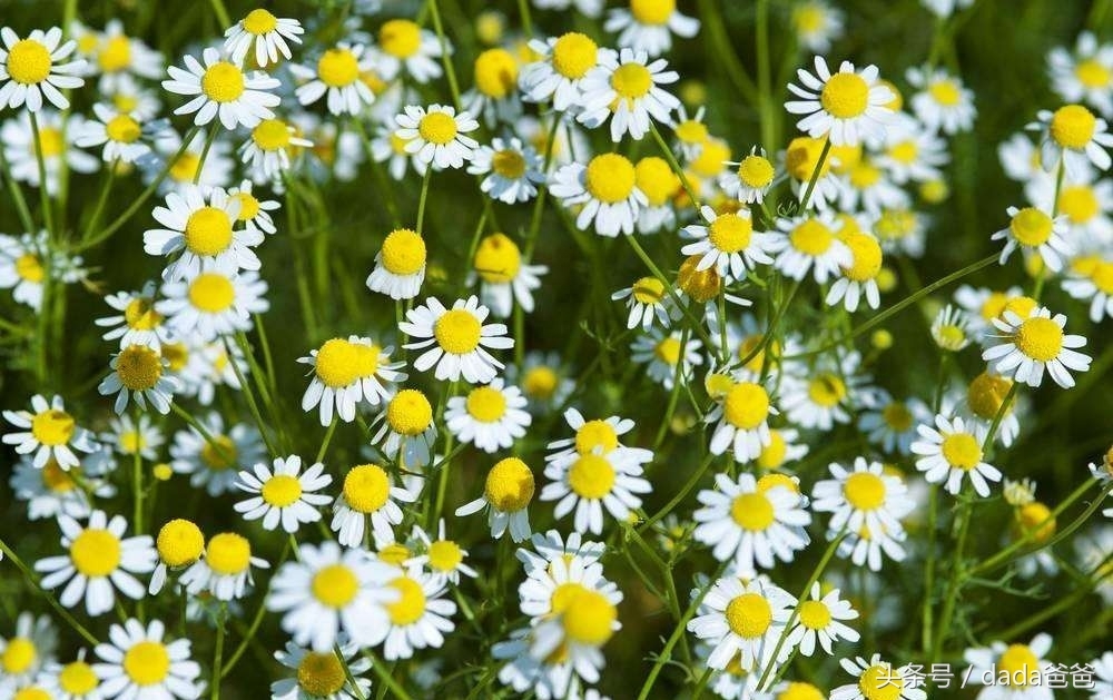 不是花中偏爱菊，此花开尽更无花（菊花古诗词27首）