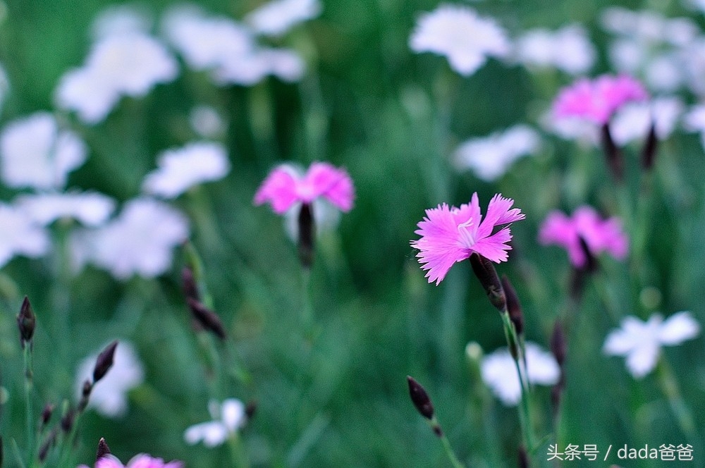 花开花落寻常事，未必皆因一夜风（17首花开花落的古诗词）