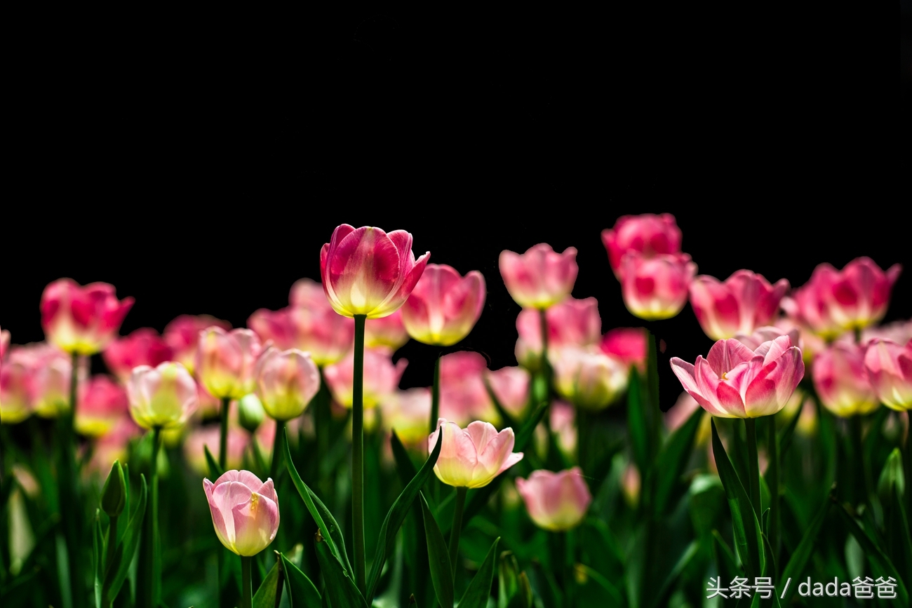 花开花落寻常事，未必皆因一夜风（17首花开花落的古诗词）