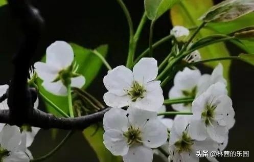 春雨古诗名句摘抄（16首优美的梨花诗词）