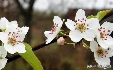 春雨古诗名句摘抄（16首优美的梨花诗词）