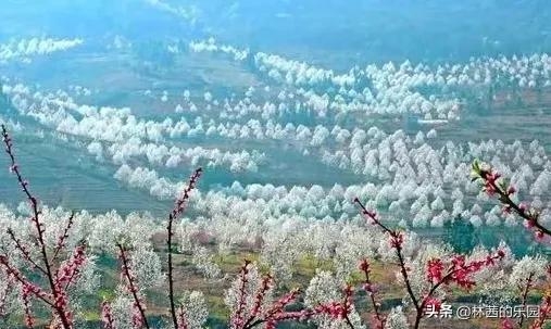 春雨古诗名句摘抄（16首优美的梨花诗词）