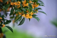 中庭地白树栖鸦，冷露无声湿桂花（10首优美的桂花诗词）