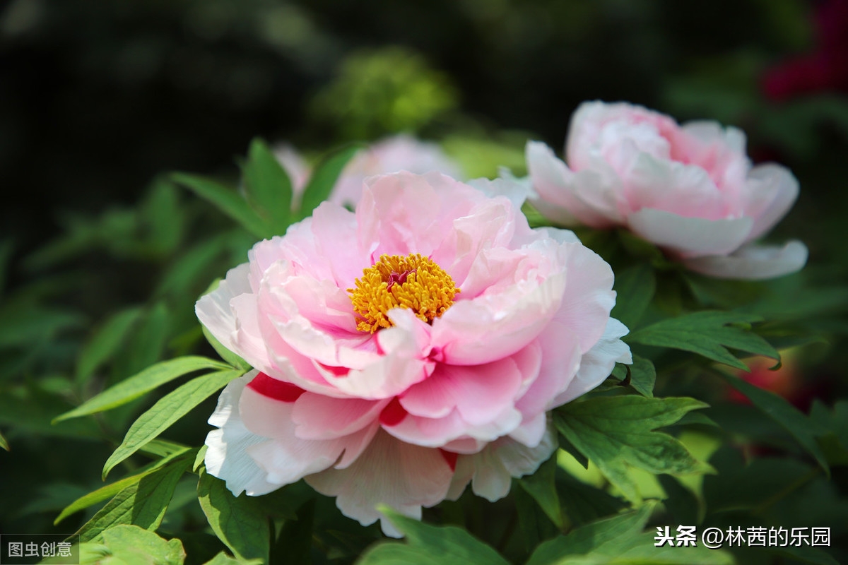 二十四节气谷雨古诗名句（20首谷雨诗词）