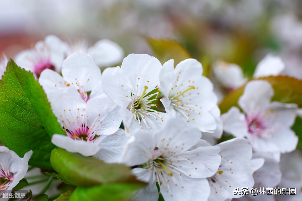 杨柳新绿，杏花春雨(18首描述春游的诗词)