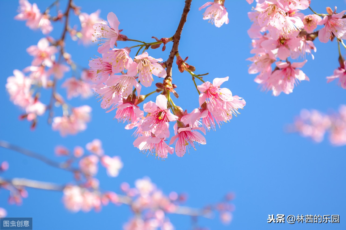 杨柳新绿，杏花春雨(18首描述春游的诗词)