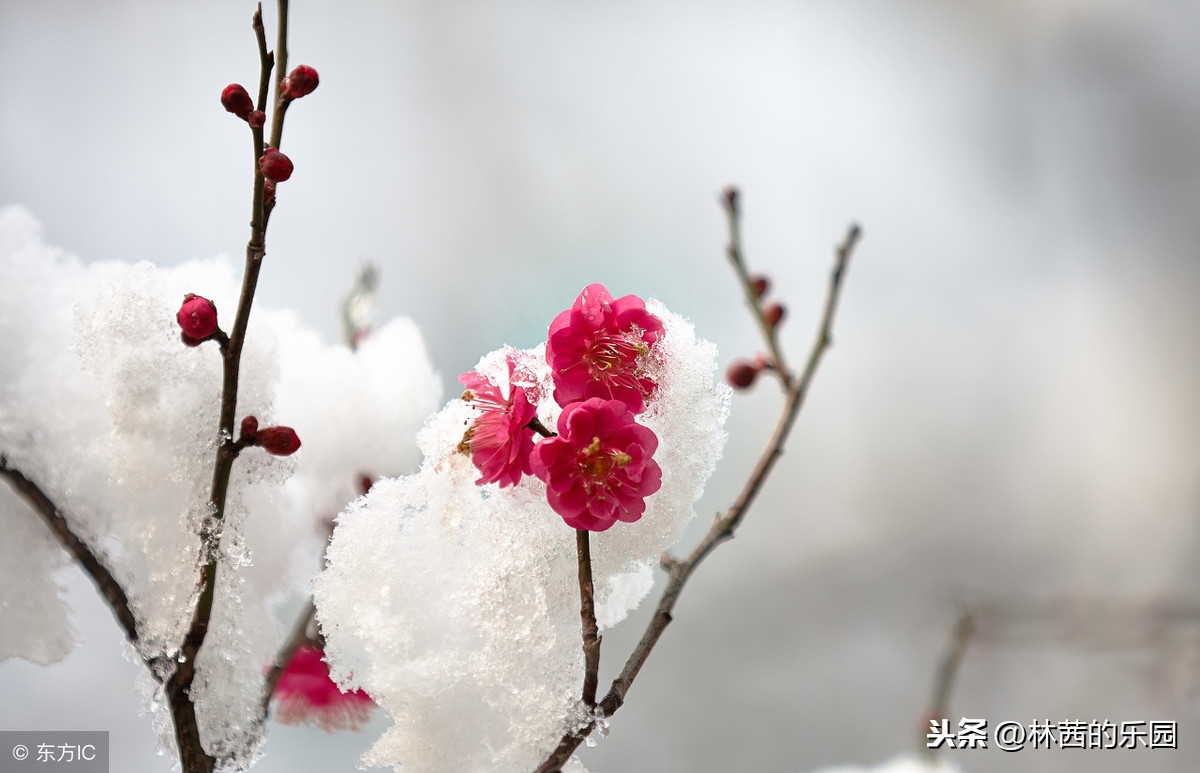 关于冬天的优美诗词（优美的冬季66句经典诗词）