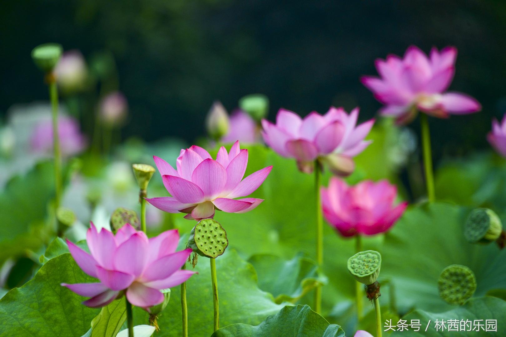 描写荷花的18首诗词（十里飘香，惊艳夏日）