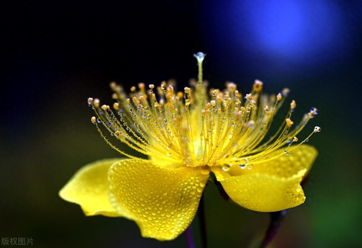 寒露唯美古诗词（朝饮花上露，夜卧松下风）