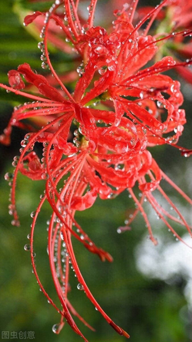 寒露唯美古诗词（朝饮花上露，夜卧松下风）