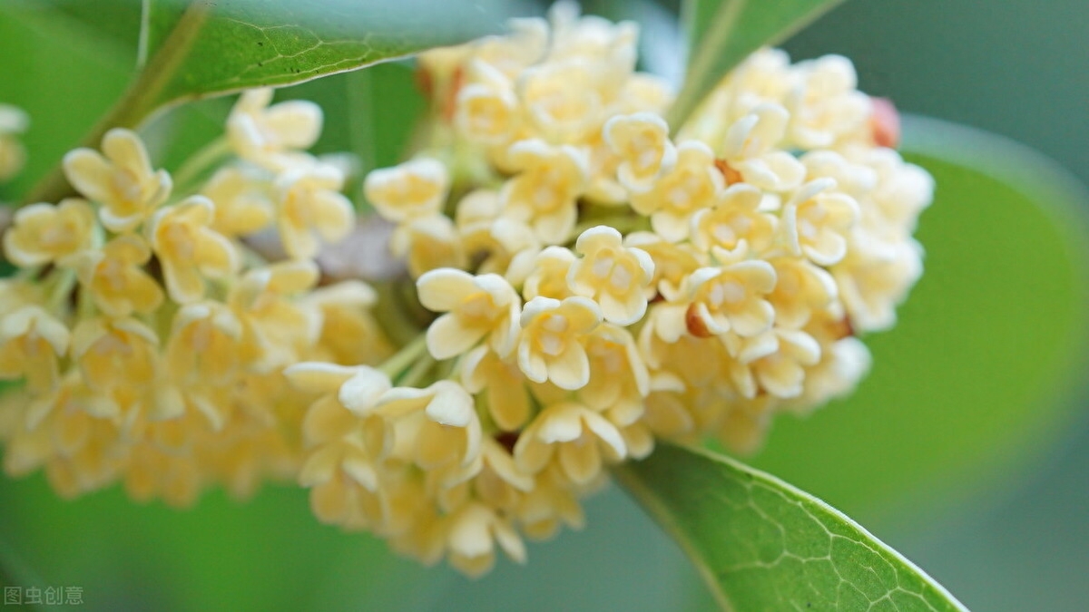 何须浅碧轻红色，自是花中第一流（4首桂花古诗词）