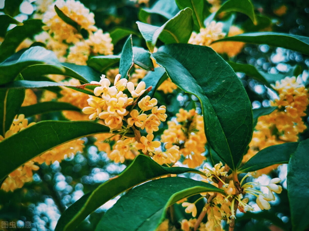 何须浅碧轻红色，自是花中第一流（4首桂花古诗词）