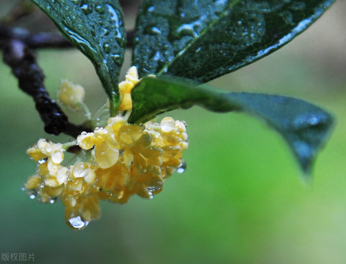 何须浅碧轻红色，自是花中第一流（4首桂花古诗词）