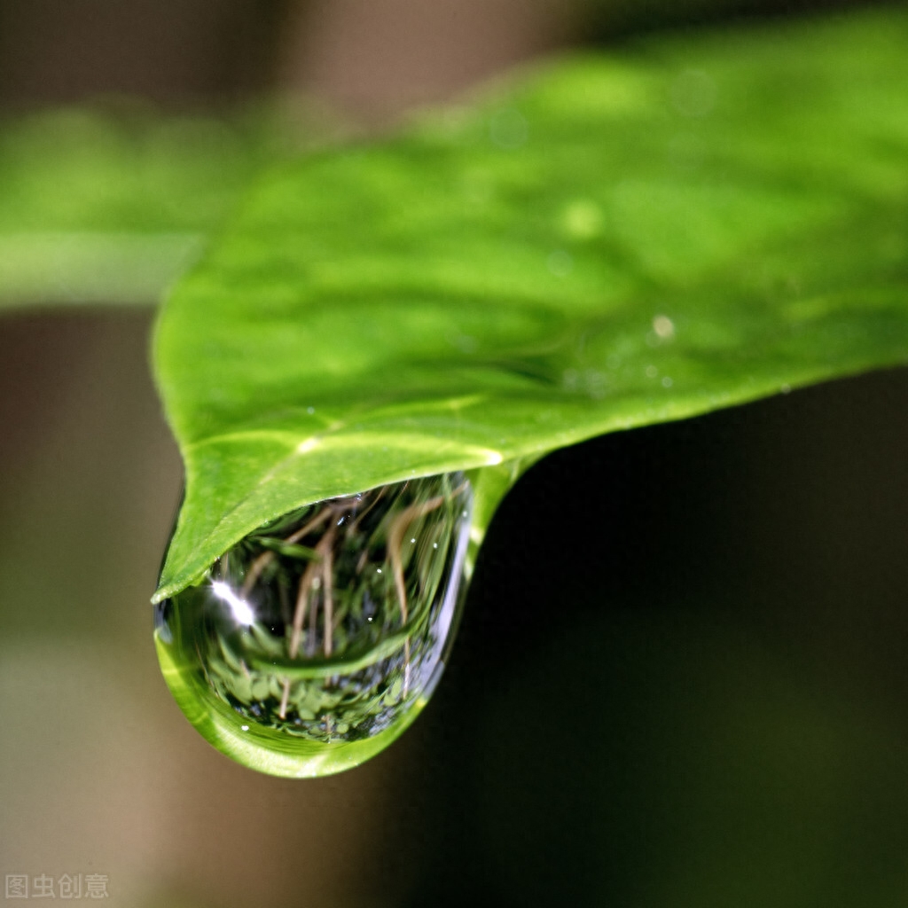 秋荷一滴露，清夜坠玄天（5首露珠古诗词）