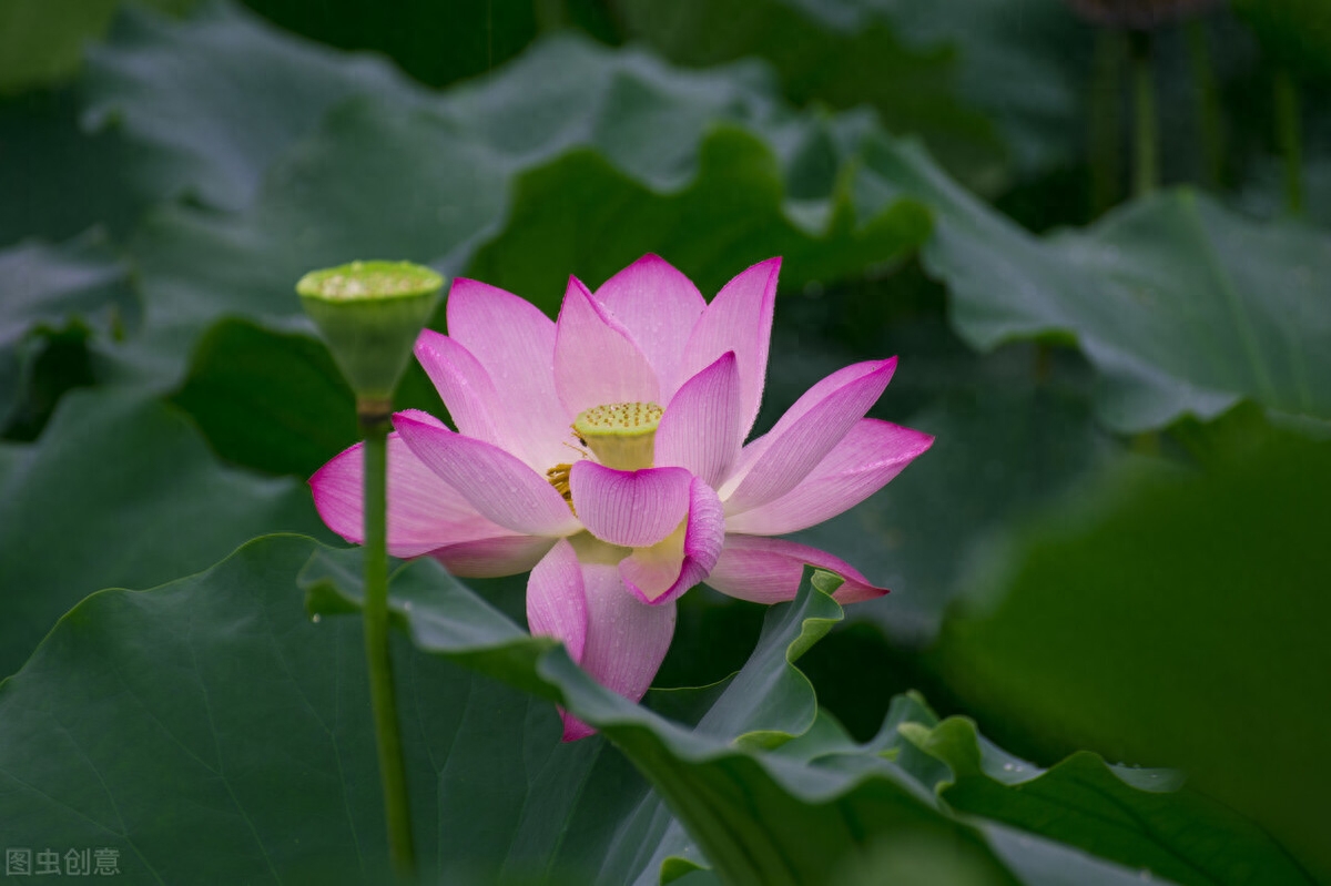 雨滴荷花唯美古诗（5首雨中荷花古诗词）