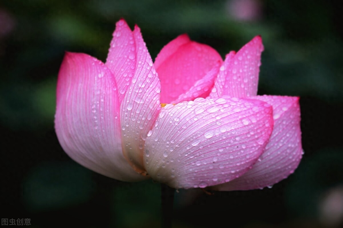 雨滴荷花唯美古诗（5首雨中荷花古诗词）