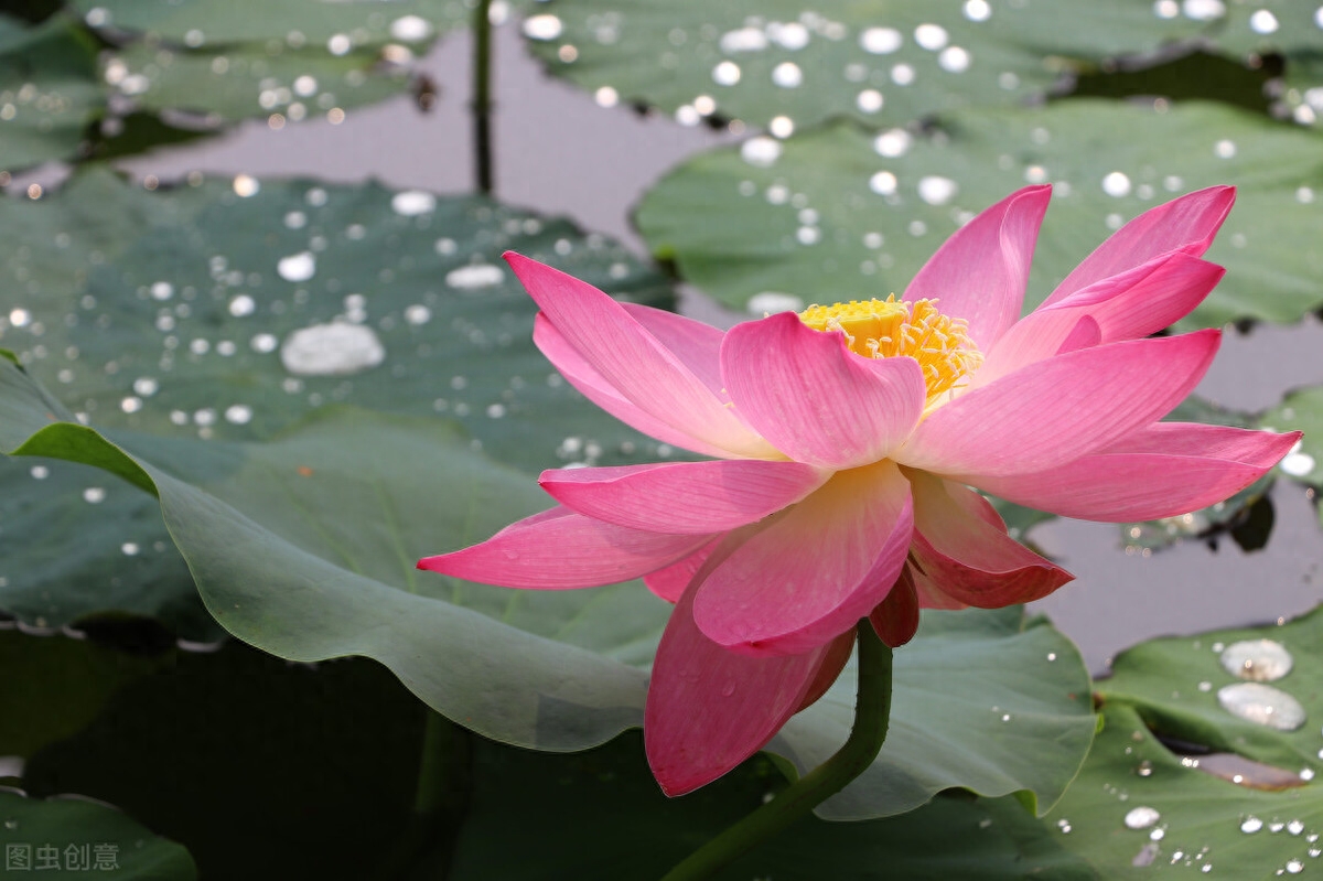 雨滴荷花唯美古诗（5首雨中荷花古诗词）