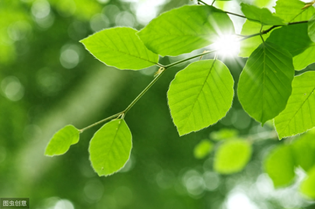 黄梅时节家家雨，青草池塘处处蛙（6首宋代古诗）