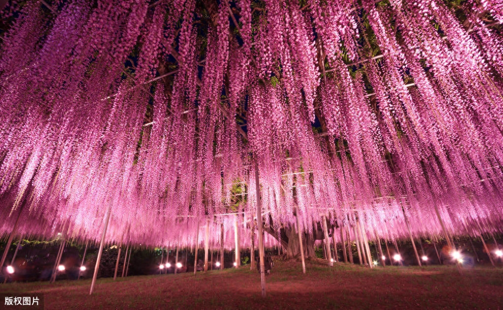 紫藤花古诗词大全（5首紫藤花古诗词）