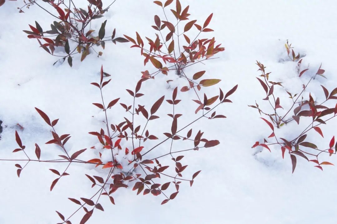 柳絮风起，枝头花开（10首咏雪诗词）