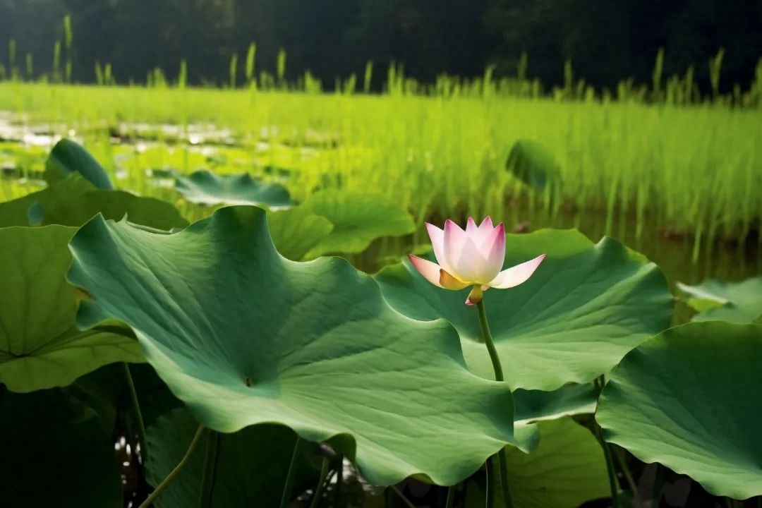 人间草木香，清凉入心来（12句清凉夏日诗句）