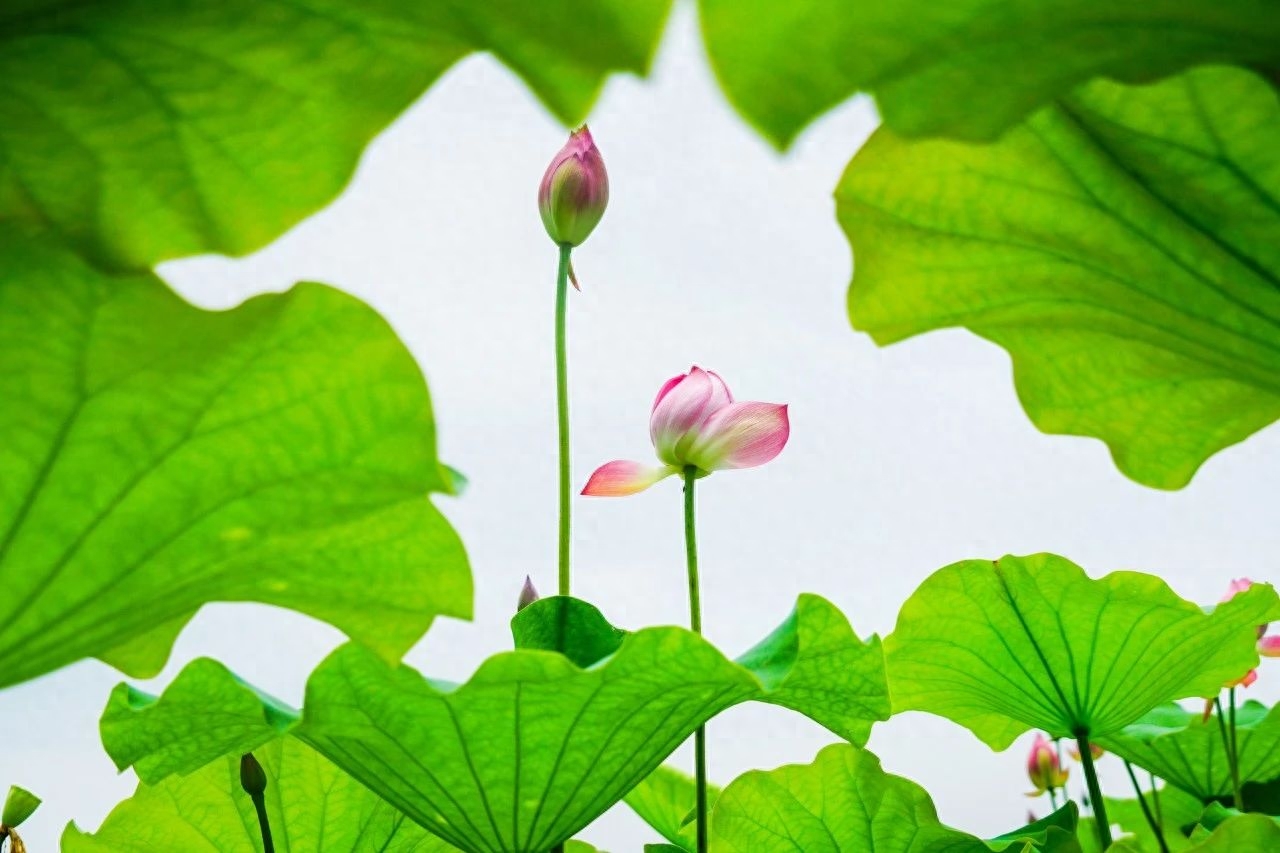 沉李浮瓜，花开半夏（50首夏至诗词）