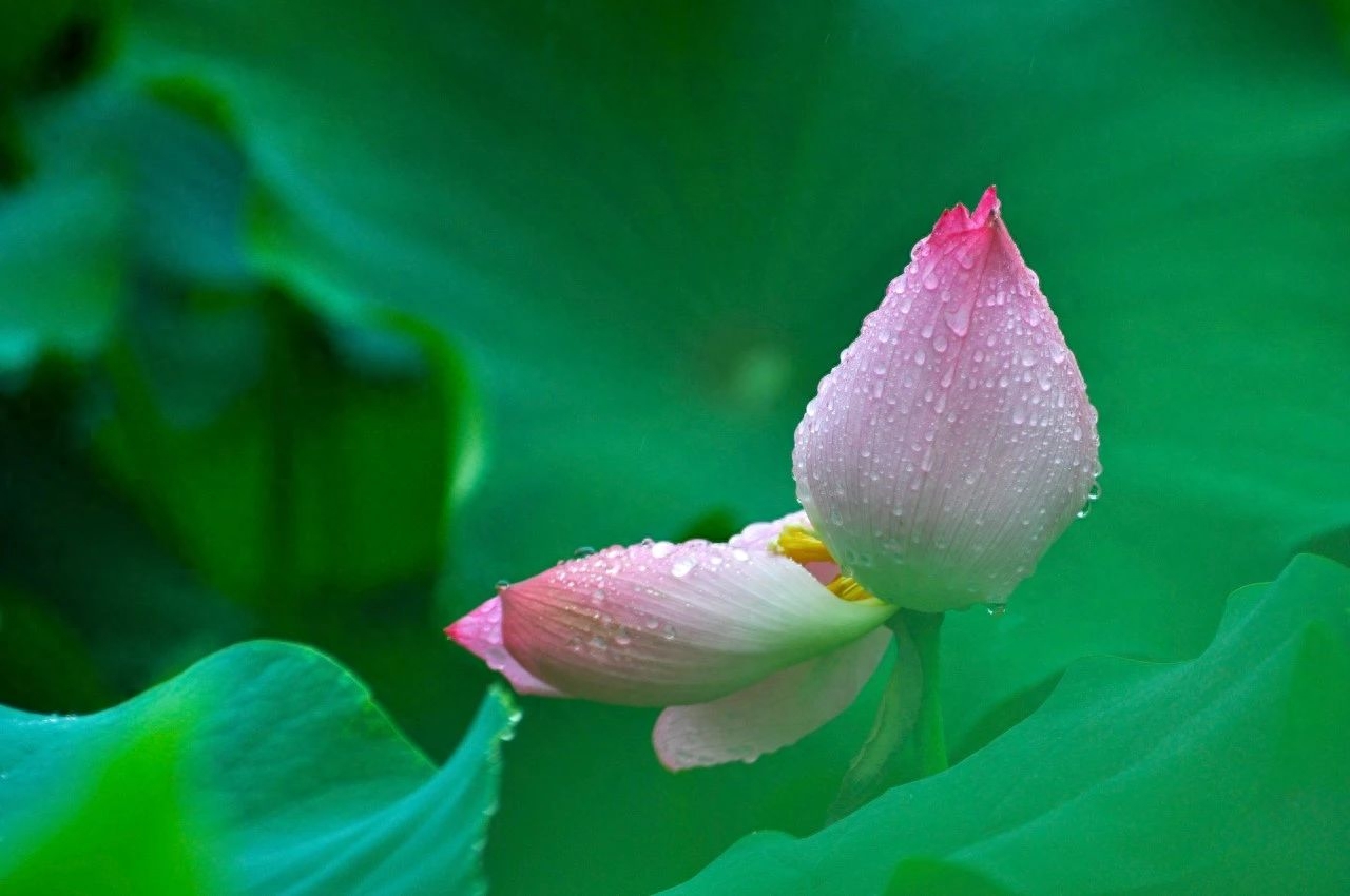 沉李浮瓜，花开半夏（50首夏至诗词）