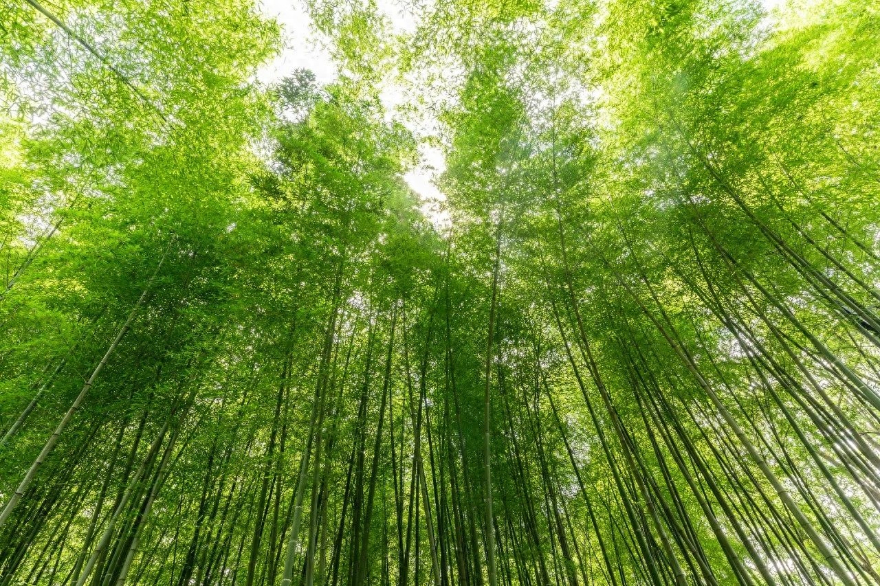 沉李浮瓜，花开半夏（50首夏至诗词）