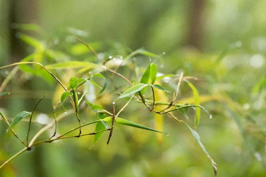 落花生香，一枕梦长（30首初夏诗词）