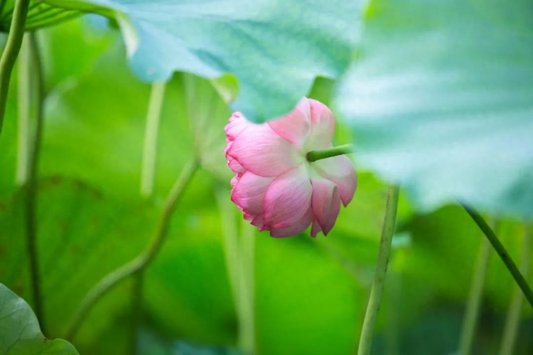 落花生香，一枕梦长（30首初夏诗词）