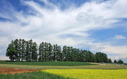 关于乡村的趣事优秀作文（《乡村的风景》）