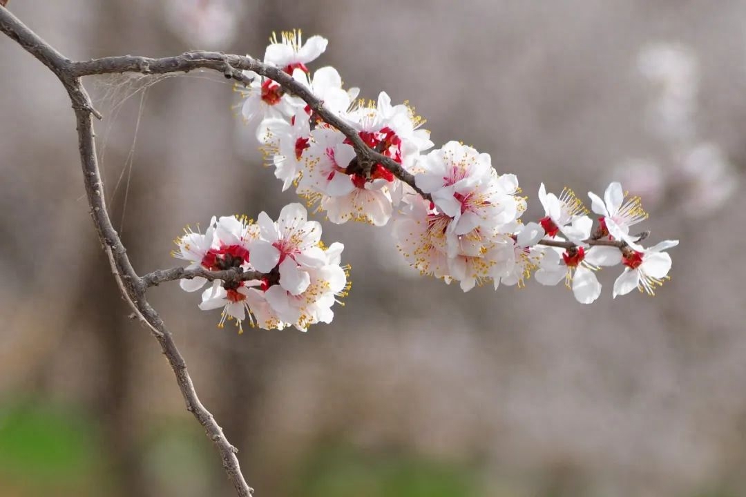 一朝春雨落，十里春花开（100句春花诗词）