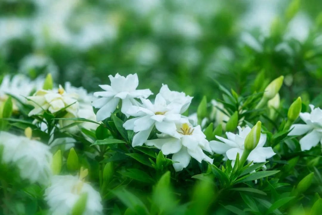 一朝春雨落，十里春花开（100句春花诗词）