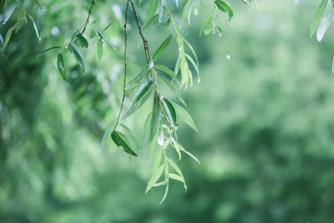 一朝春雨落，百花迎风开（精选30句春雨诗词）