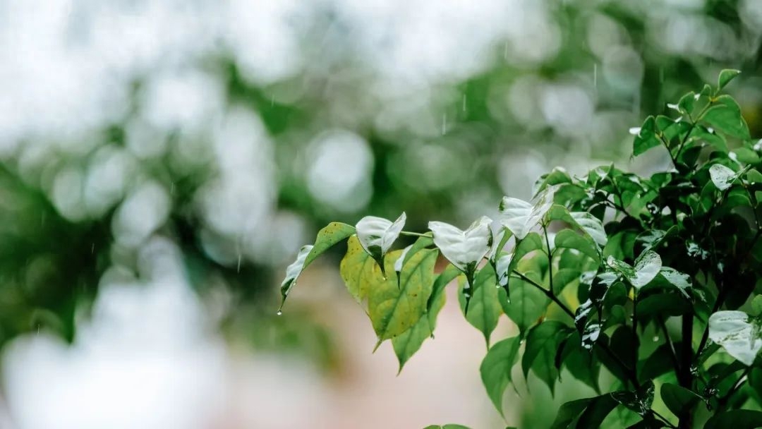 一朝春雨落，百花迎风开（精选30句春雨诗词）