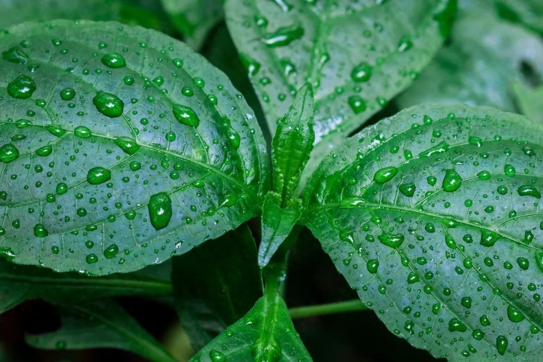 一朝春雨落，百花迎风开（精选30句春雨诗词）