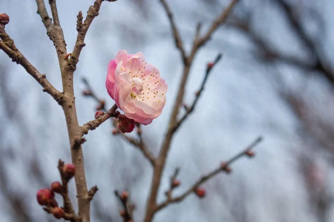 小寒天气，踏雪寻梅（32首小寒经典诗词）