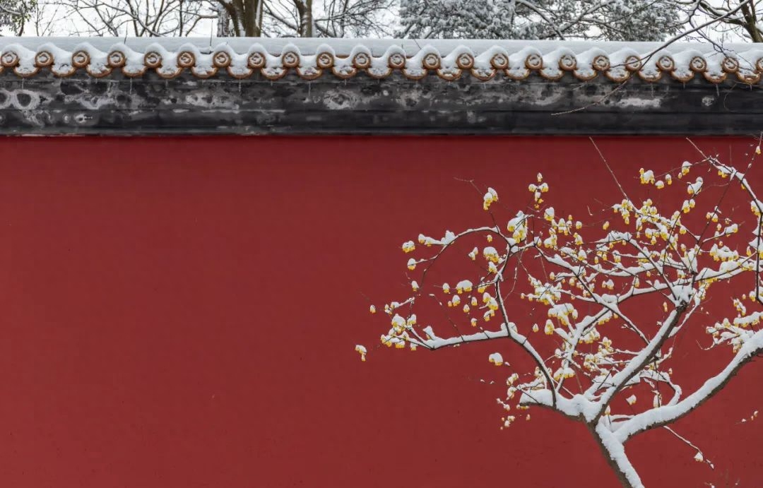 踏雪寻梅，一枝独秀（优美的10首梅雪诗词）