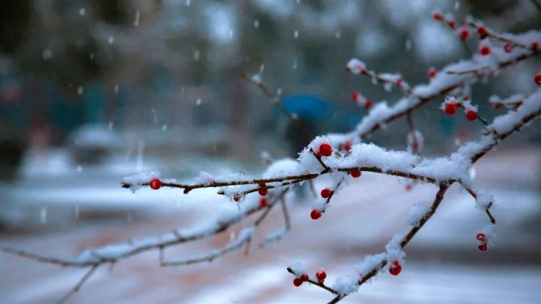 踏雪寻梅，一枝独秀（优美的10首梅雪诗词）