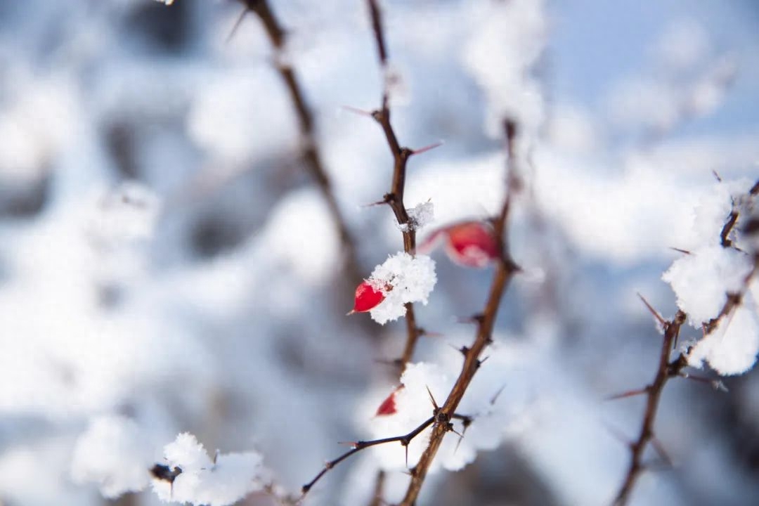 踏雪寻梅，一枝独秀（优美的10首梅雪诗词）