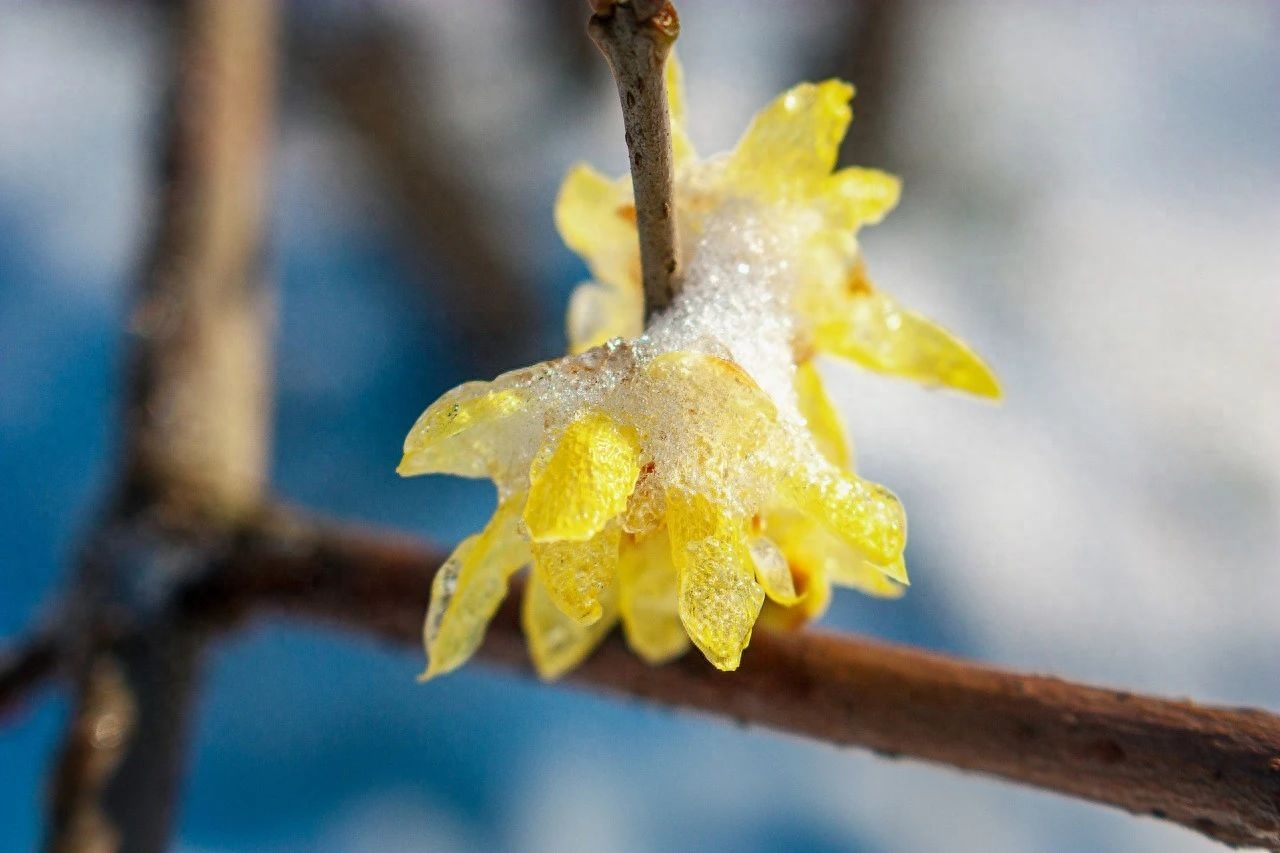 冬雪古诗名句摘抄（分享36首冬雪诗词）