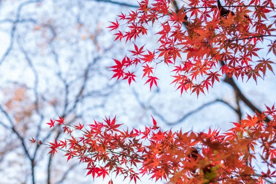 秋云潇洒，红叶胜花（10首昂扬的秋日诗词）