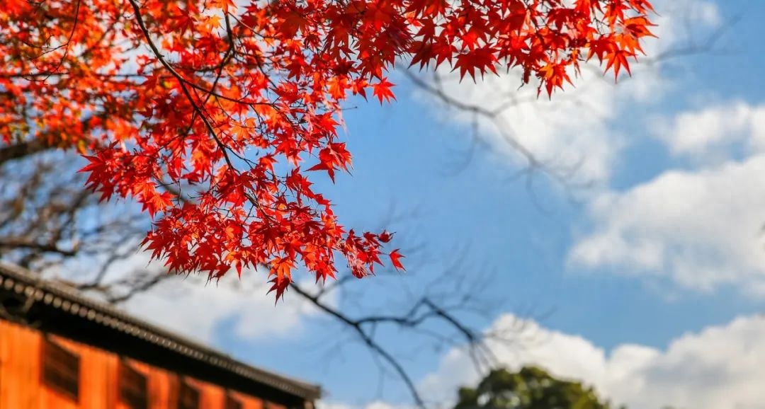 秋云潇洒，红叶胜花（10首昂扬的秋日诗词）