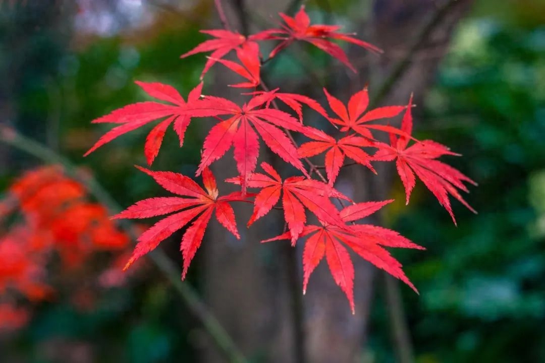 清秋有梦，叶落成诗（精选10首落叶诗词）