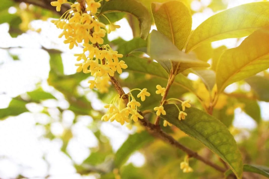 兰幽情，桂飘香（精选10首秋花诗词）