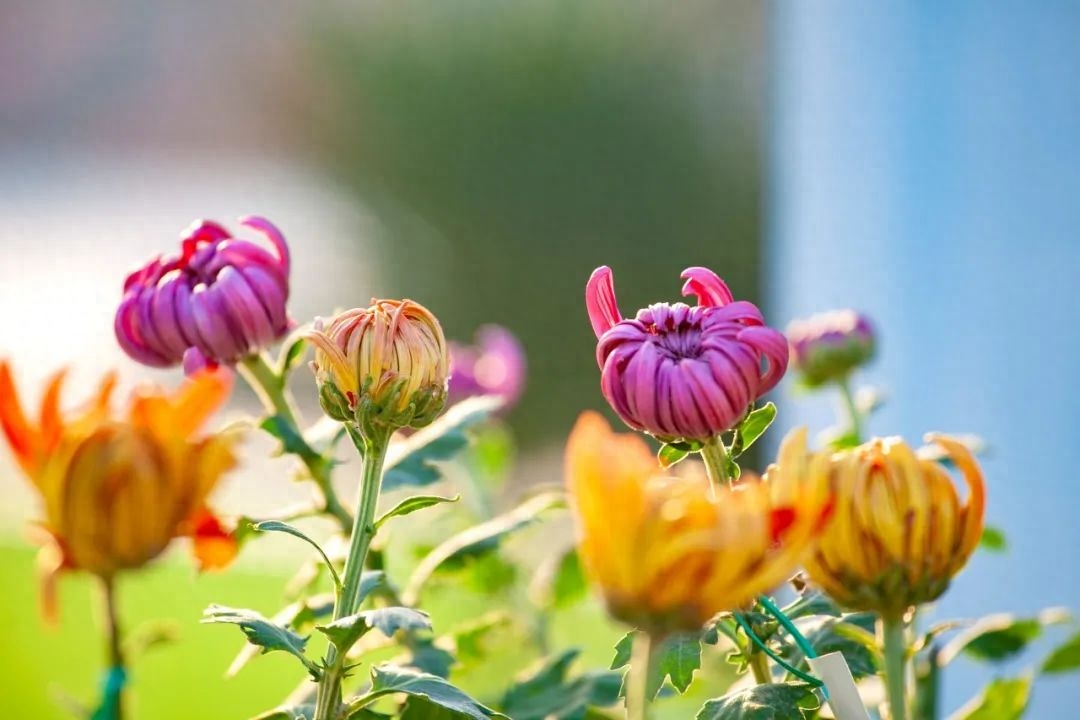 兰幽情，桂飘香（精选10首秋花诗词）