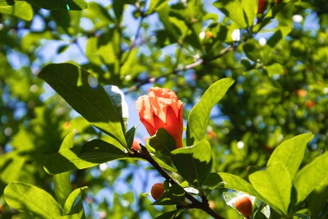 石榴花开，池塘水满（10首绝美五月诗词）