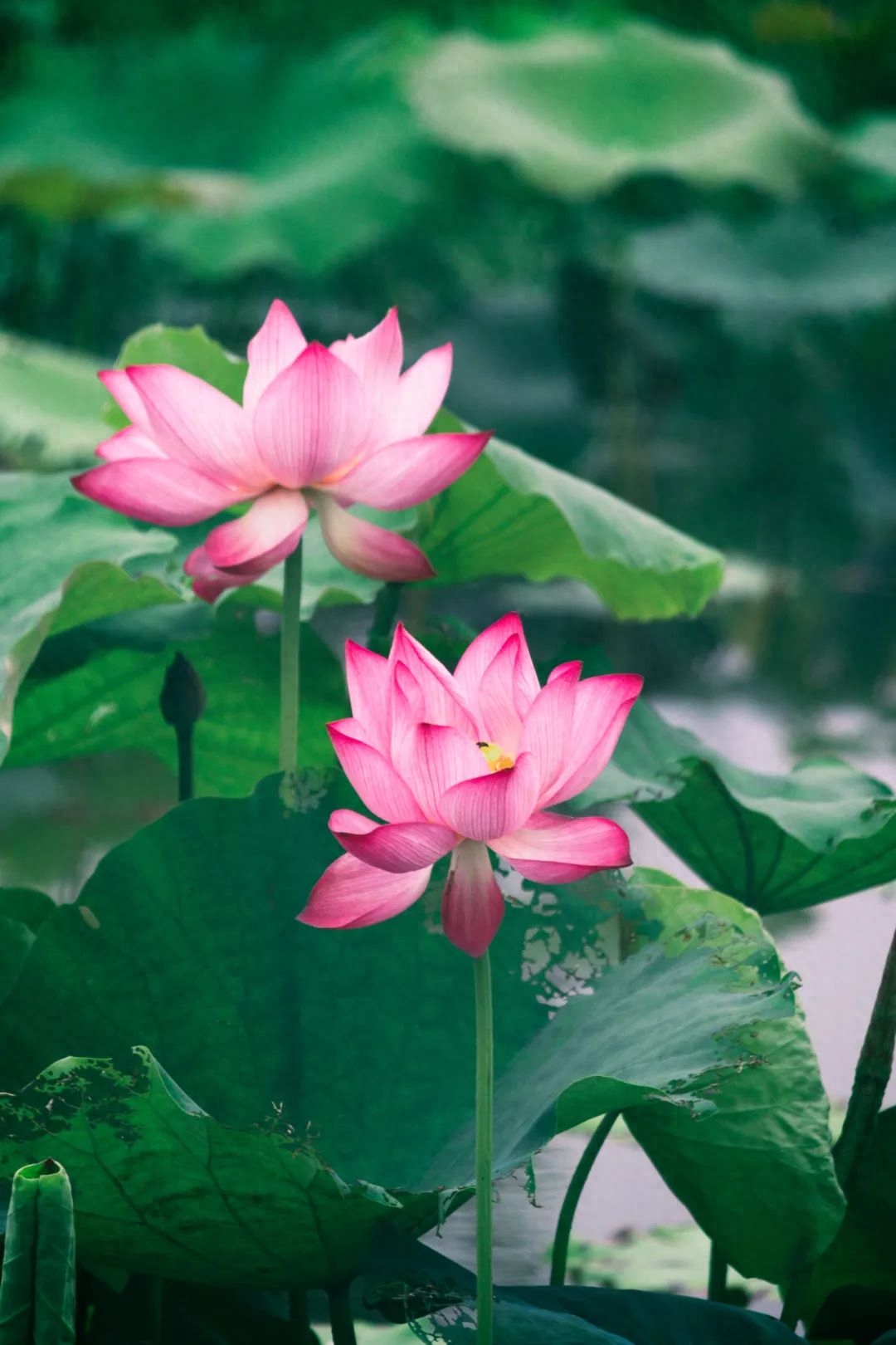 石榴花开，池塘水满（10首绝美五月诗词）