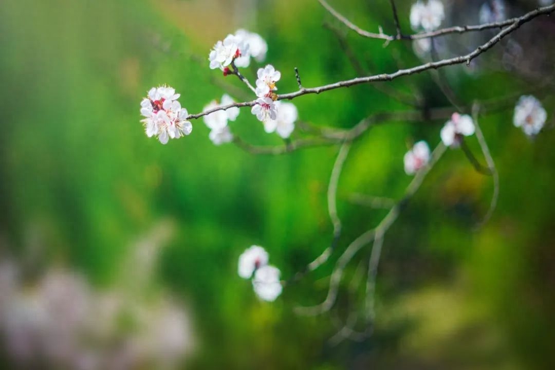 不负岁月情深，花落花开皆欢喜（六首岁月诗词）