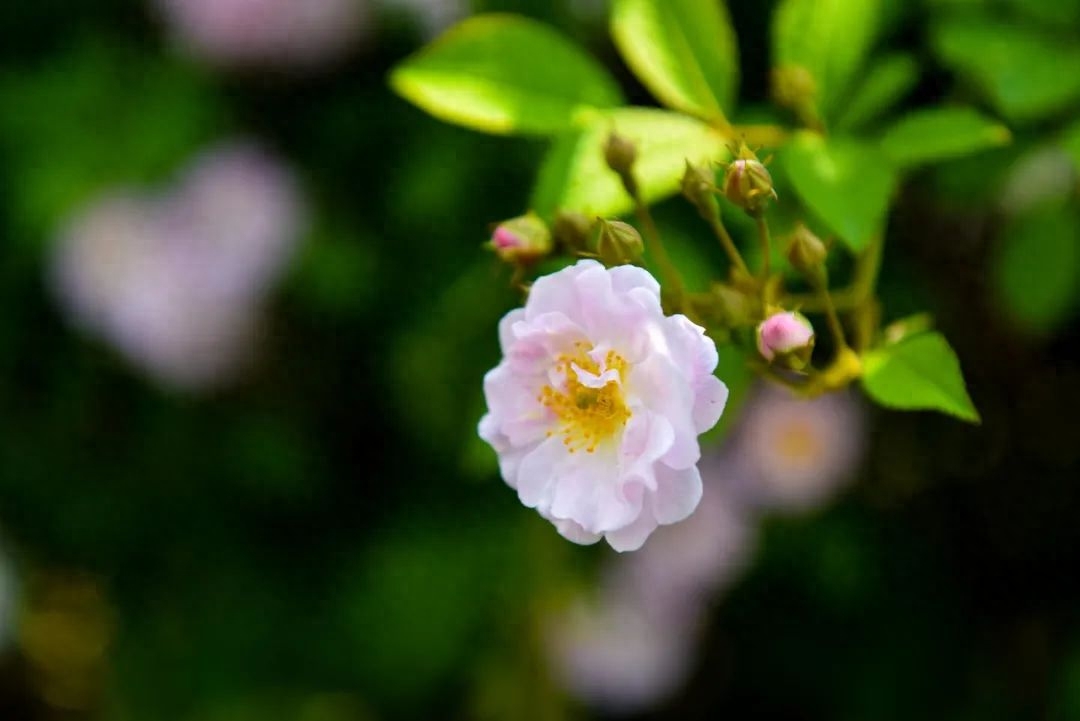 蔷薇花满架，不语也倾城（6首唯美蔷薇诗词）